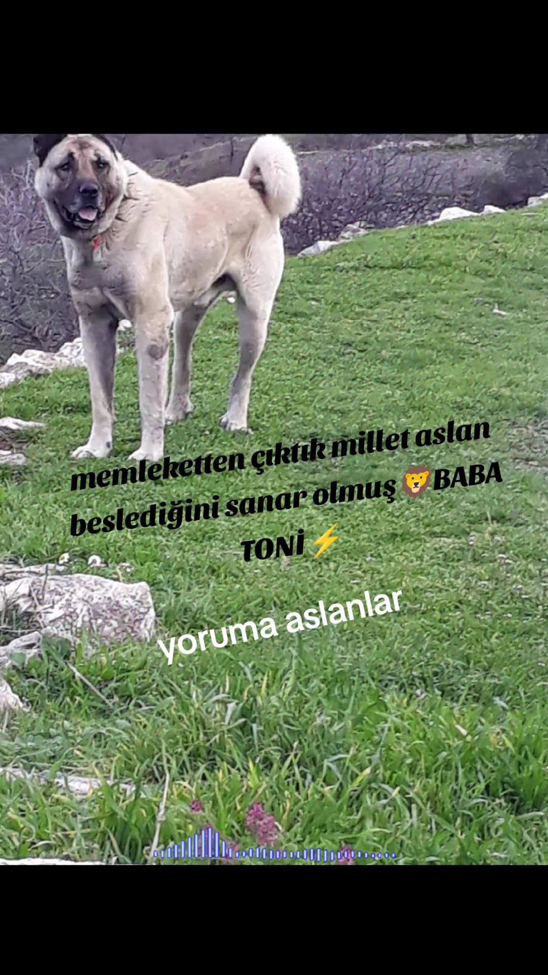 @UMUT.55