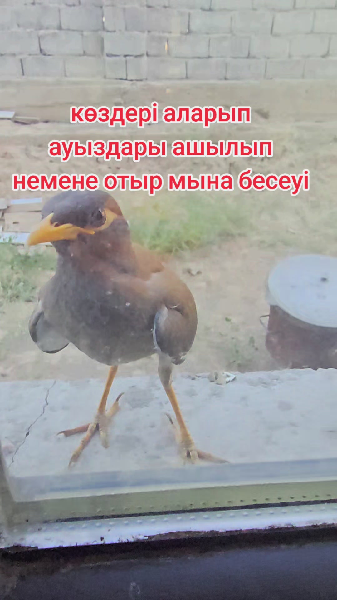 @ai