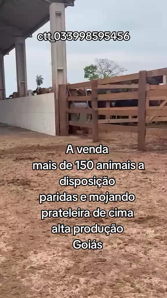 @marketing_do_gado