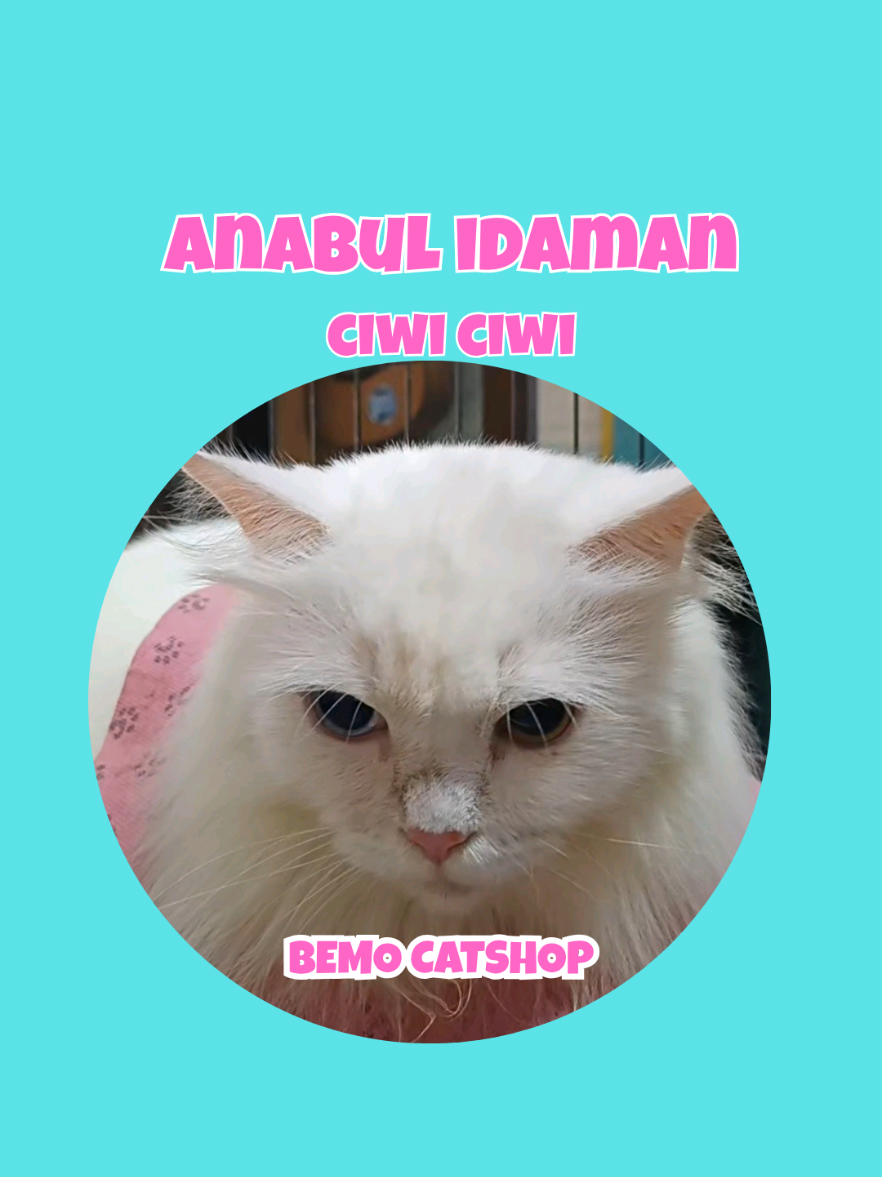 @Bemo Catshop