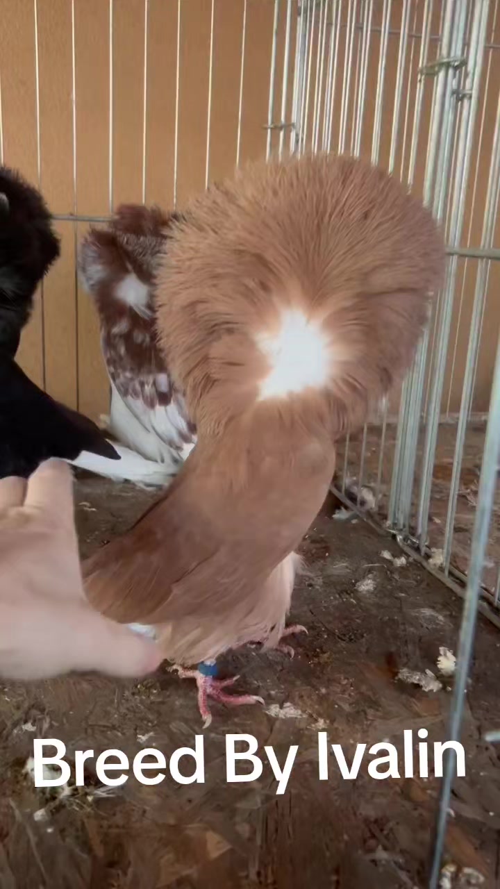 @EA Pigeons