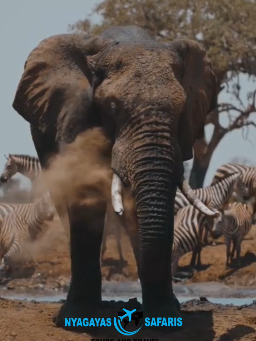 @Nyagayas Safaris 🤝