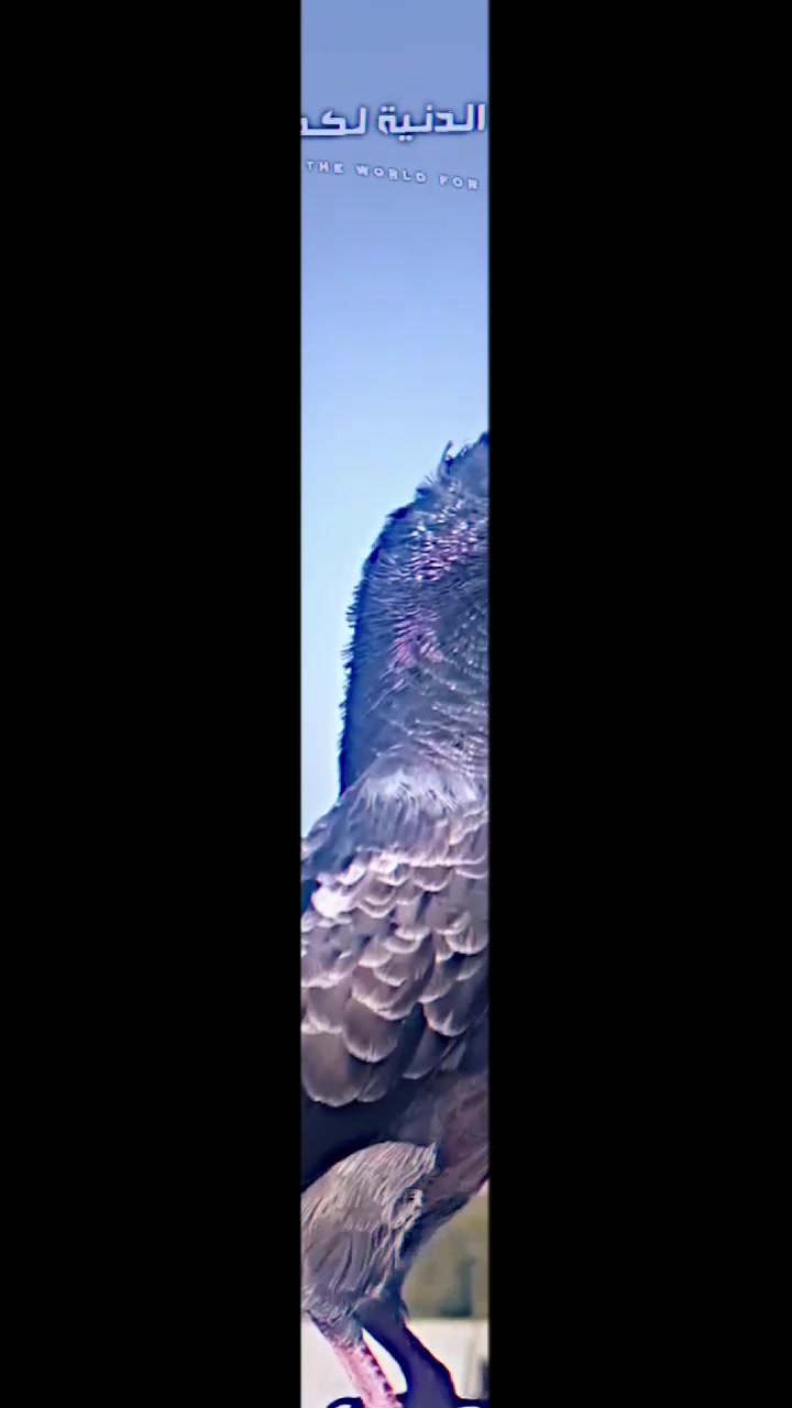 @(✷‿◉رضــــــــيـــــــّوُي)