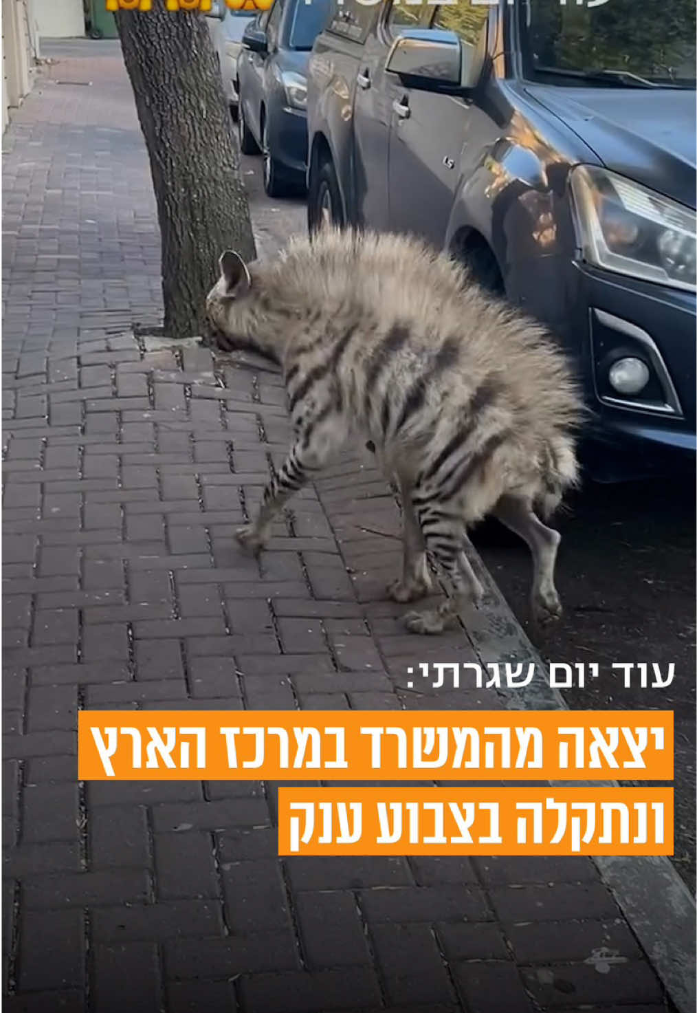 @V1 israel