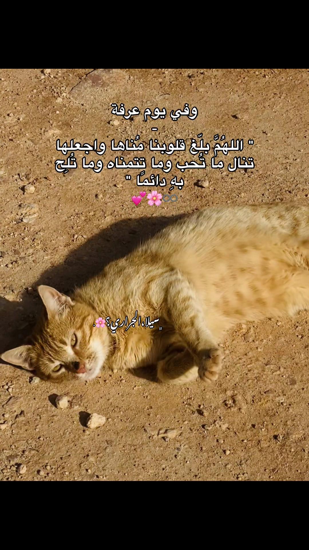 @- @ ﮼سٰيلا،الجَراري؟⚓️ .
