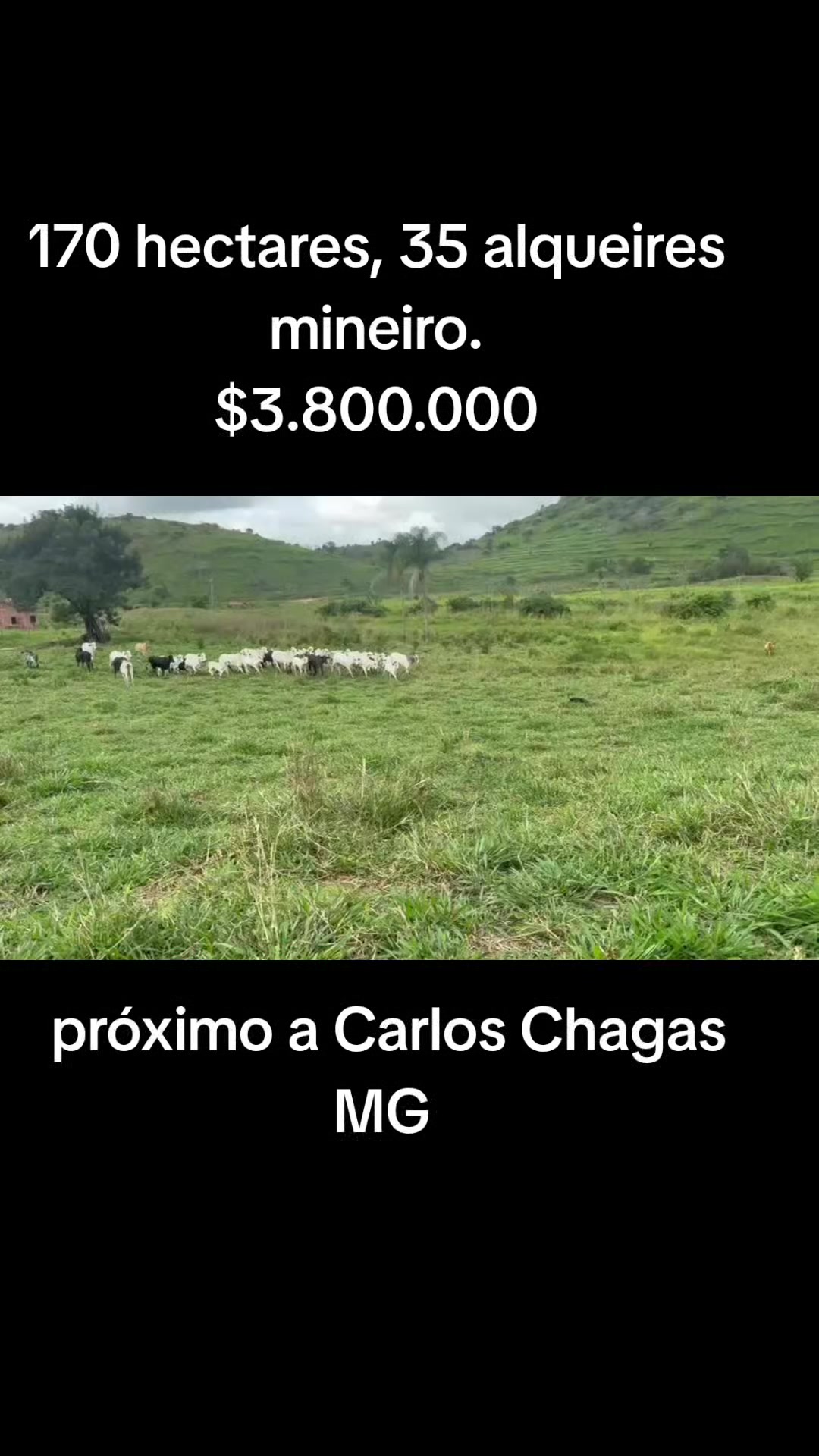 @O REI DAS FAZENDAS.