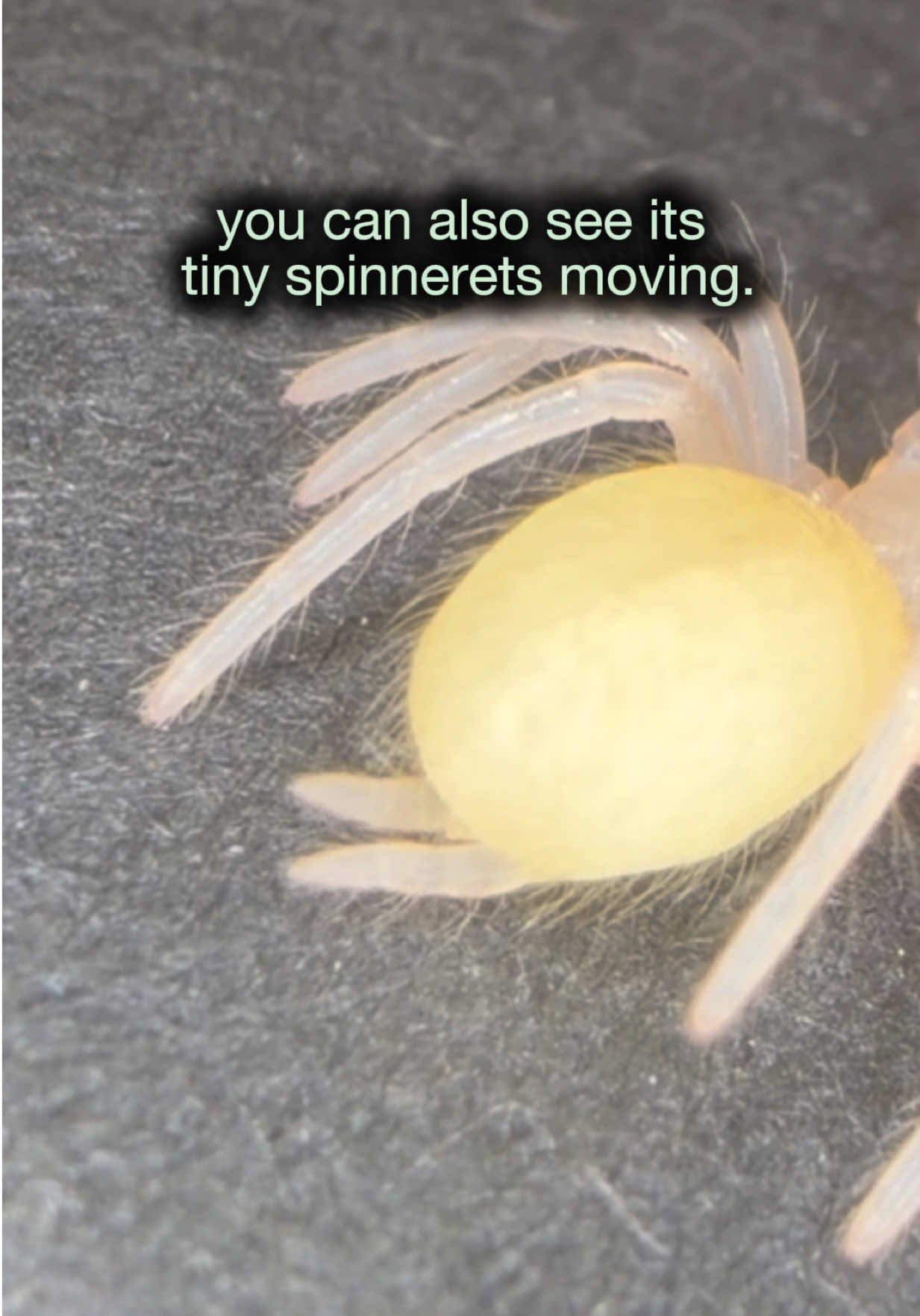 @Spider Conservatory