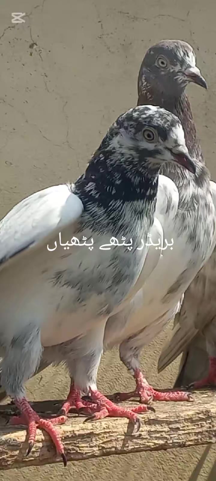 @Ranakasuripigeon