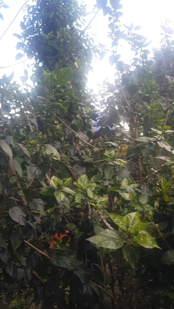 @Samjhana Khadka