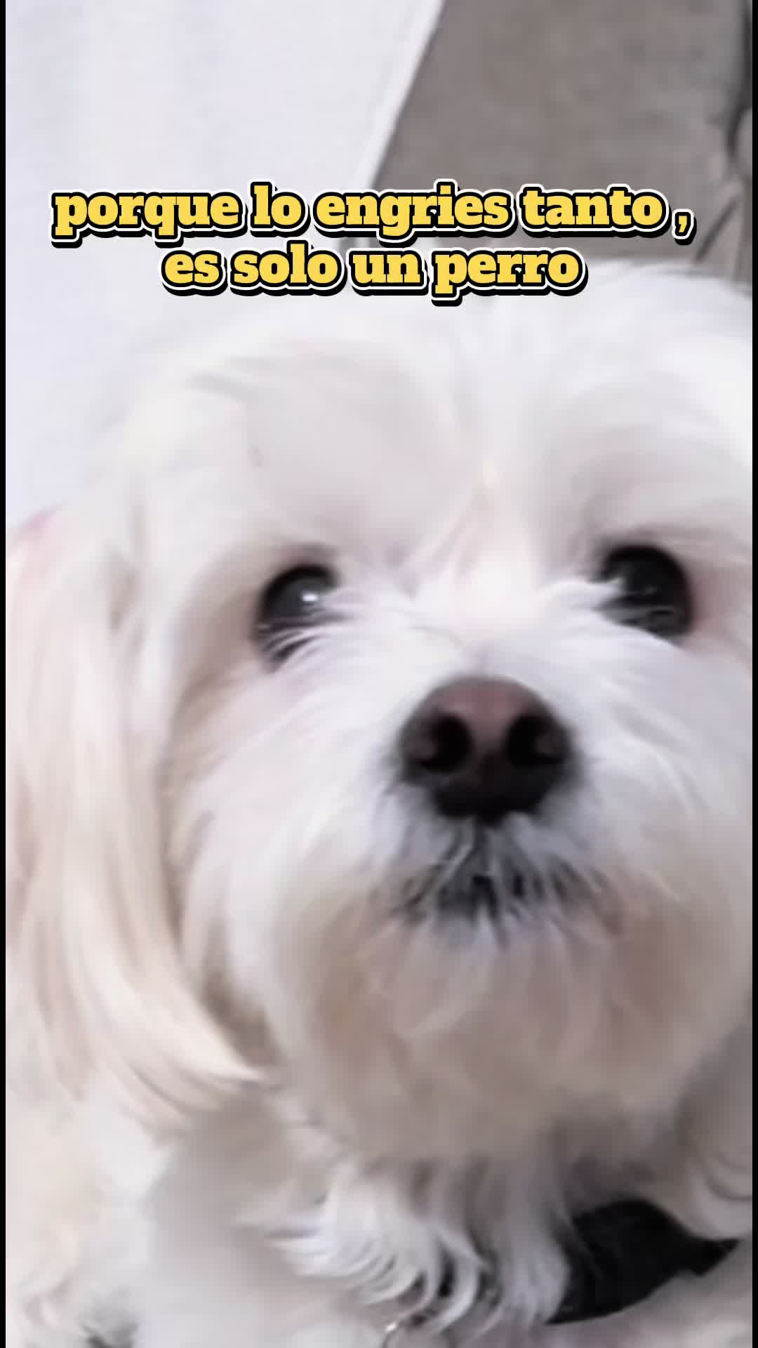 @💜Leo mi hijo de 4🐾🥰💜