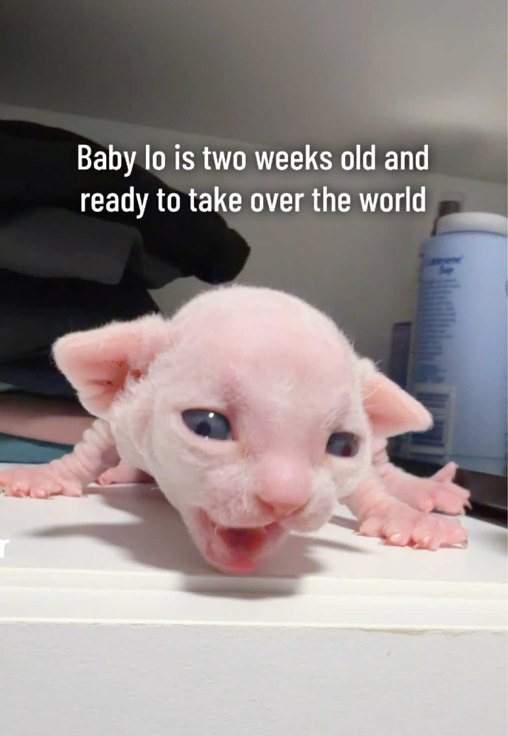 @Boba’s Buds Minskin Cats
