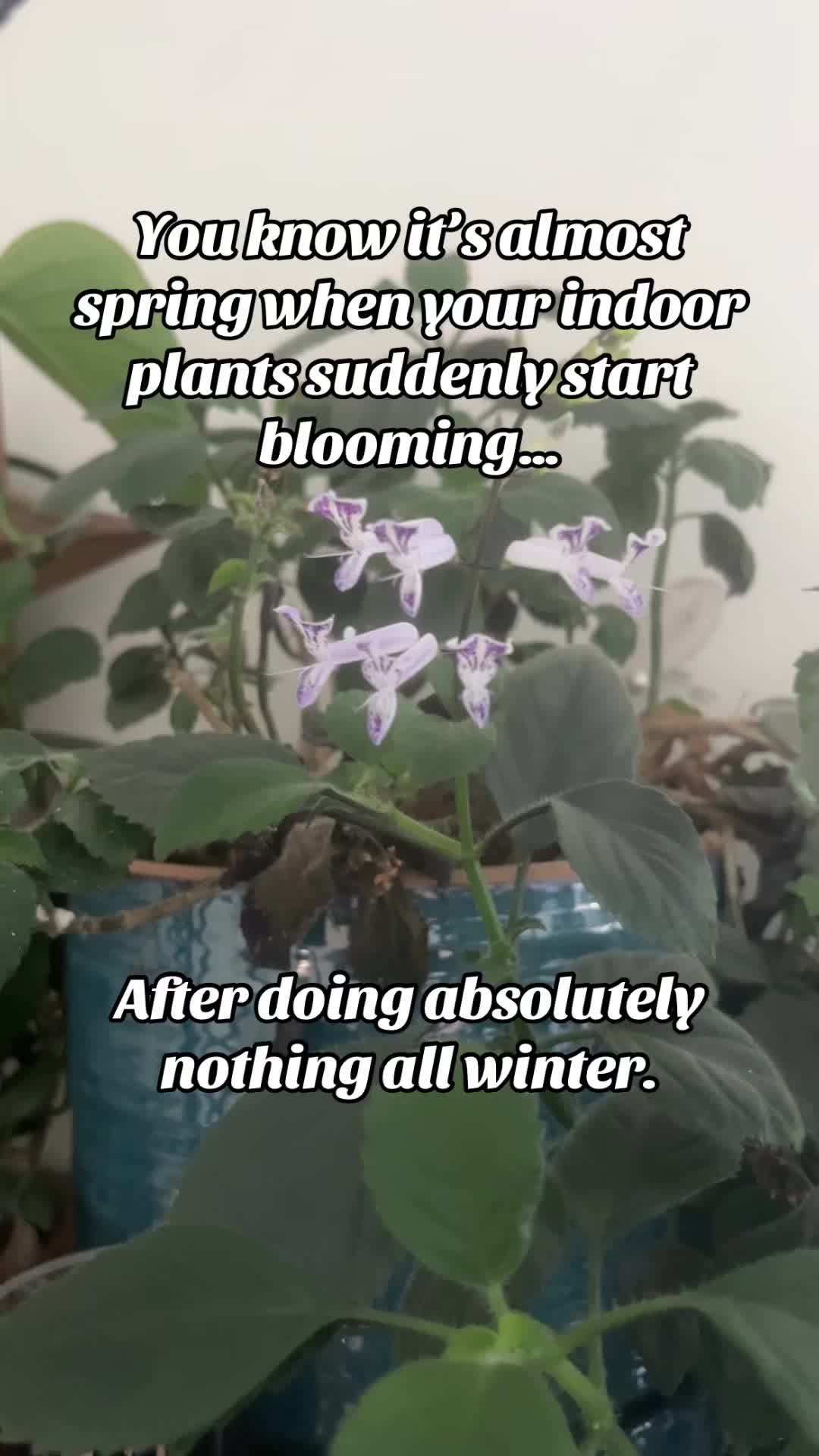 @chaosgoblingarden