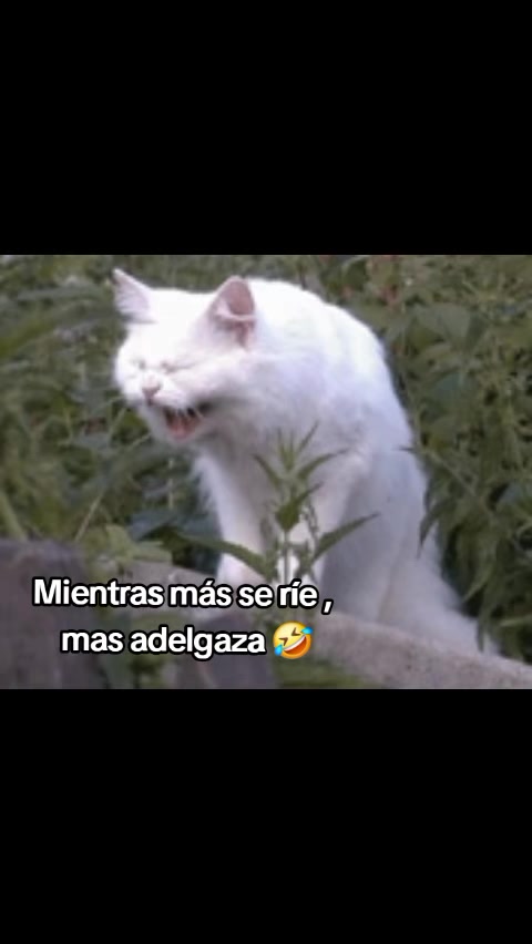 @Flaca