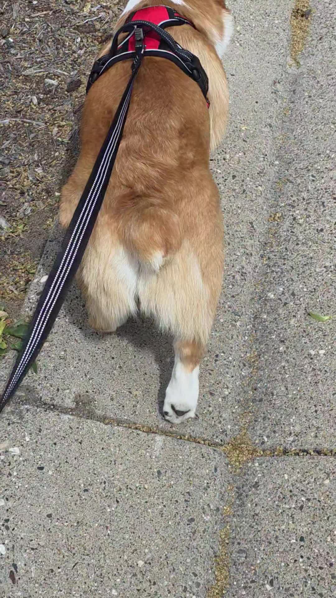 @B_Pets