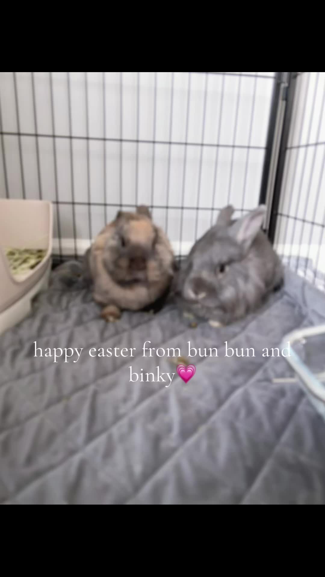 @bunbun & binky