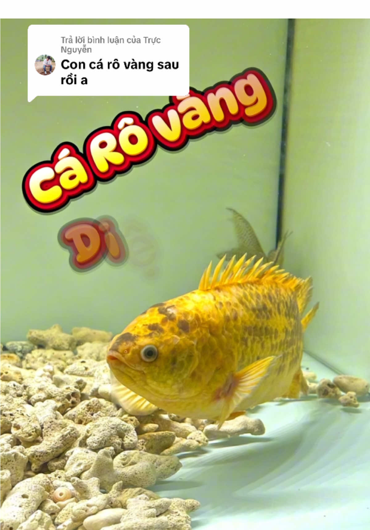 @GBH Hồng Anh