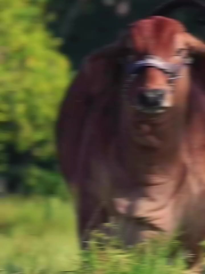@ganadería🐮 y caballo🐴☠️