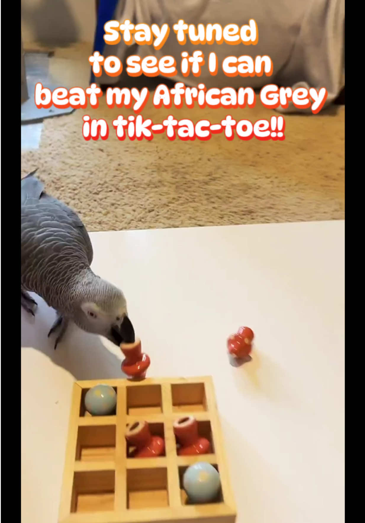 @thehinzoo