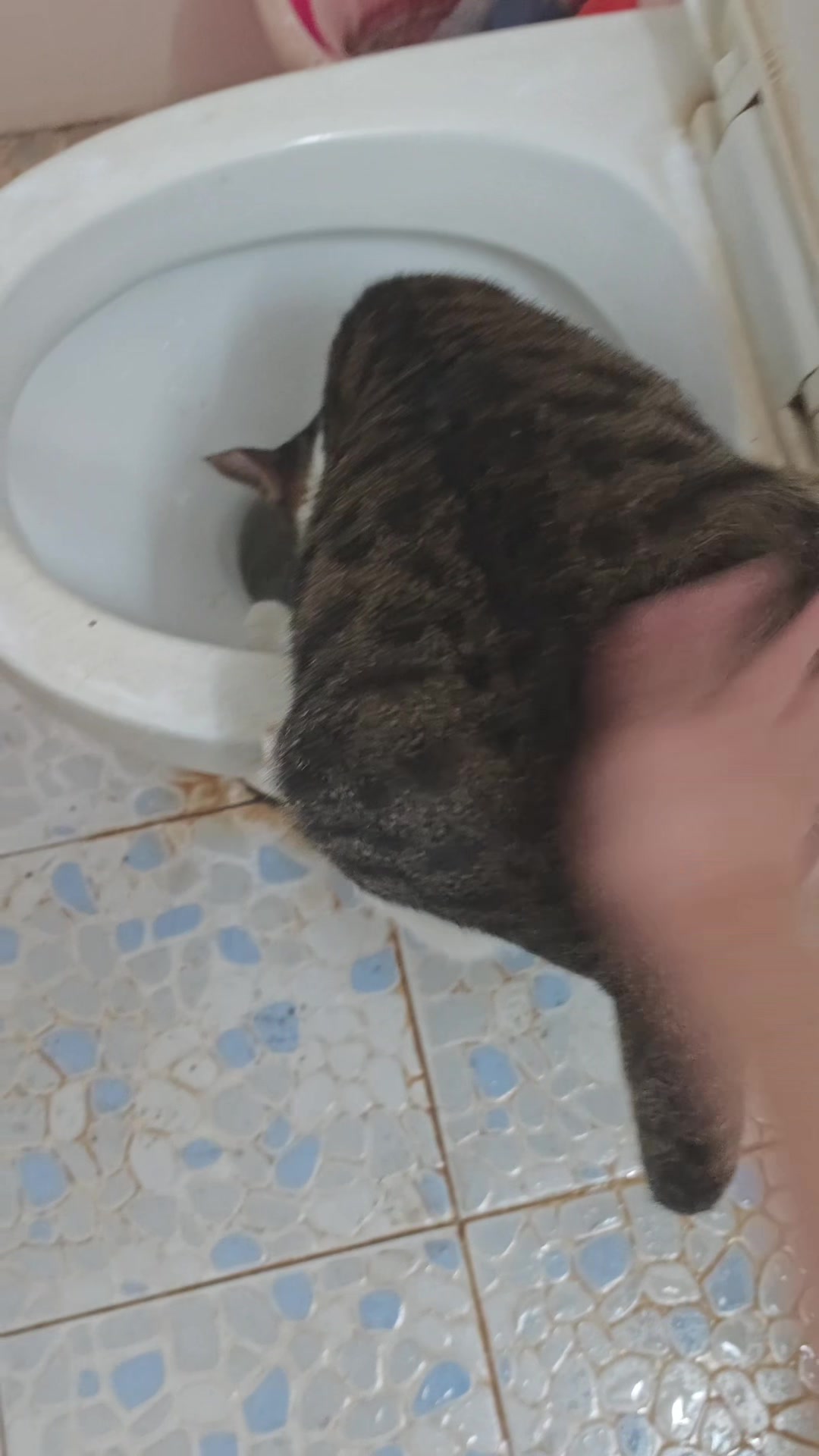 @cười ăn cớtt!!