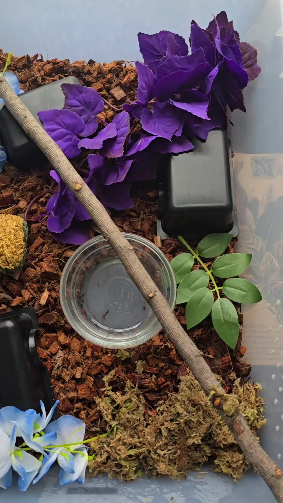 @MoonlitMorphs