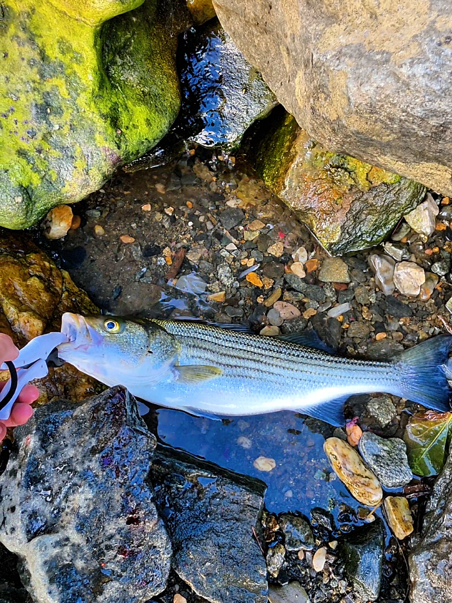 @Pescador Salvadoreño 🎣🦈