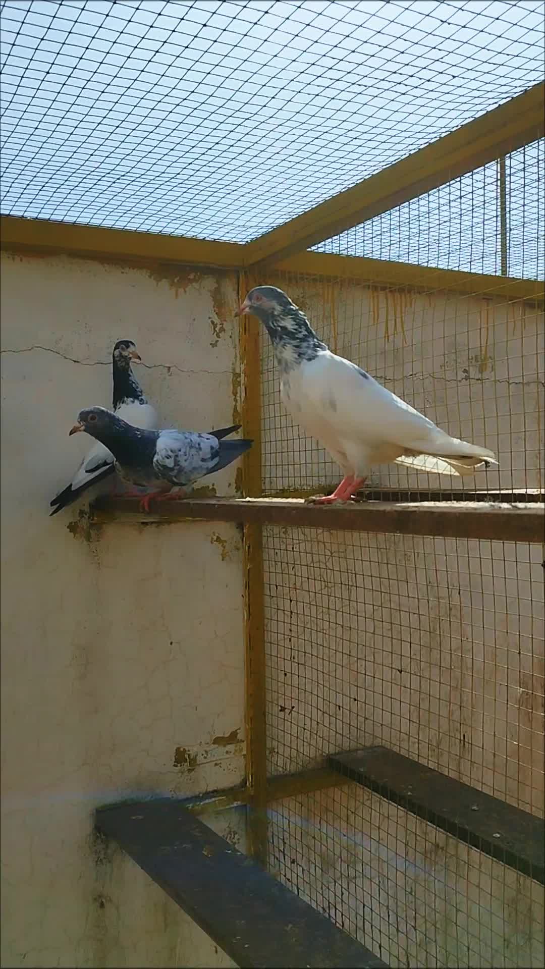 @Babar Pigeons Club