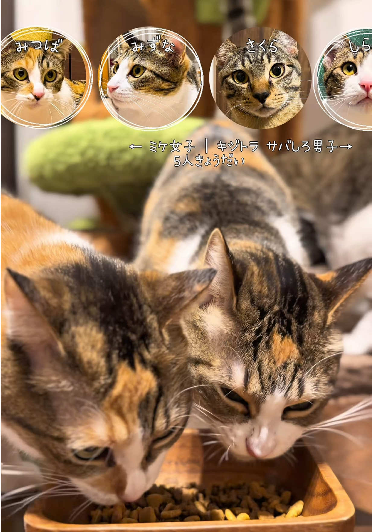 @しらす