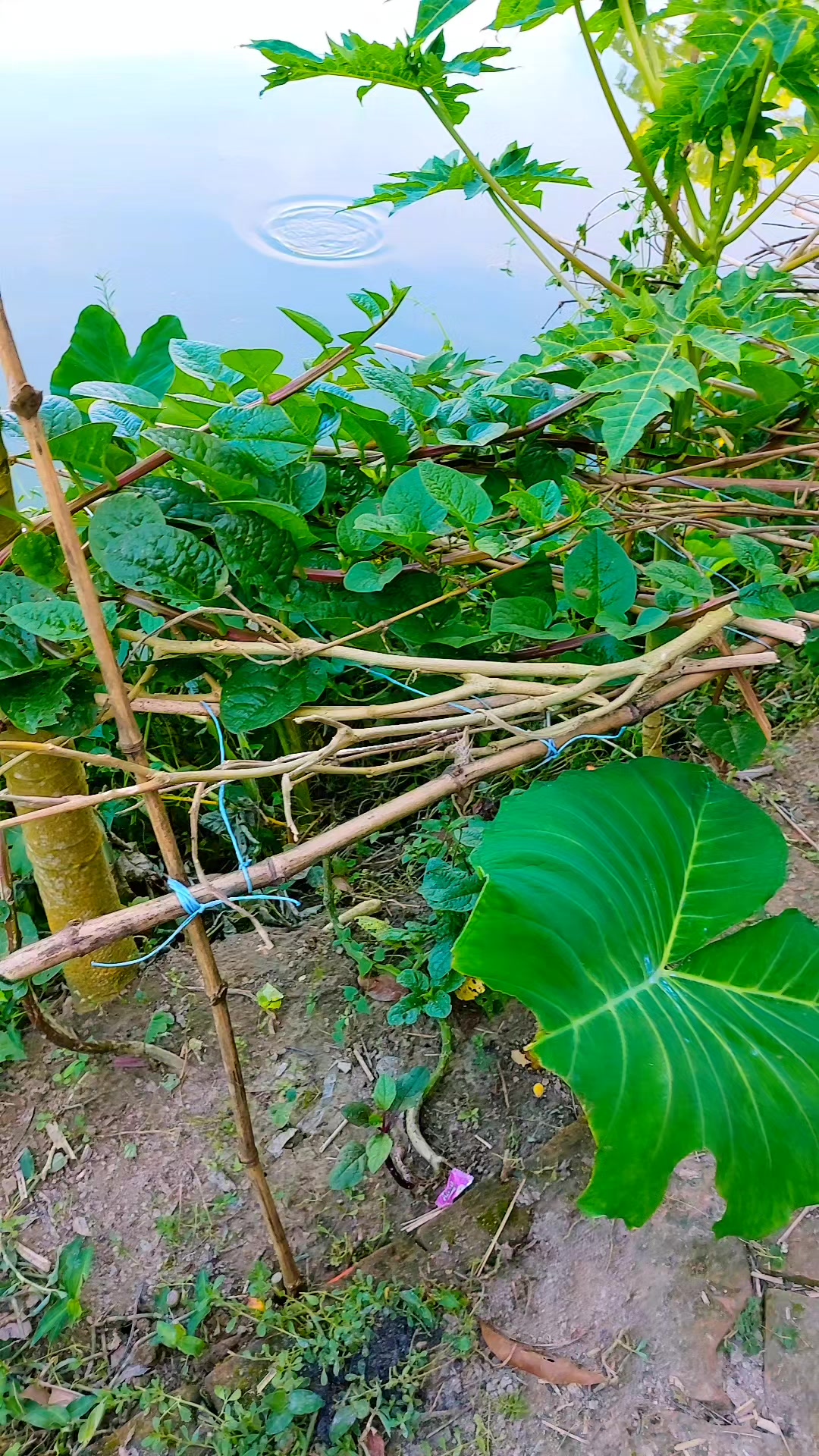 @🦋🦋 ভাগ্যবতী 🦋🦋