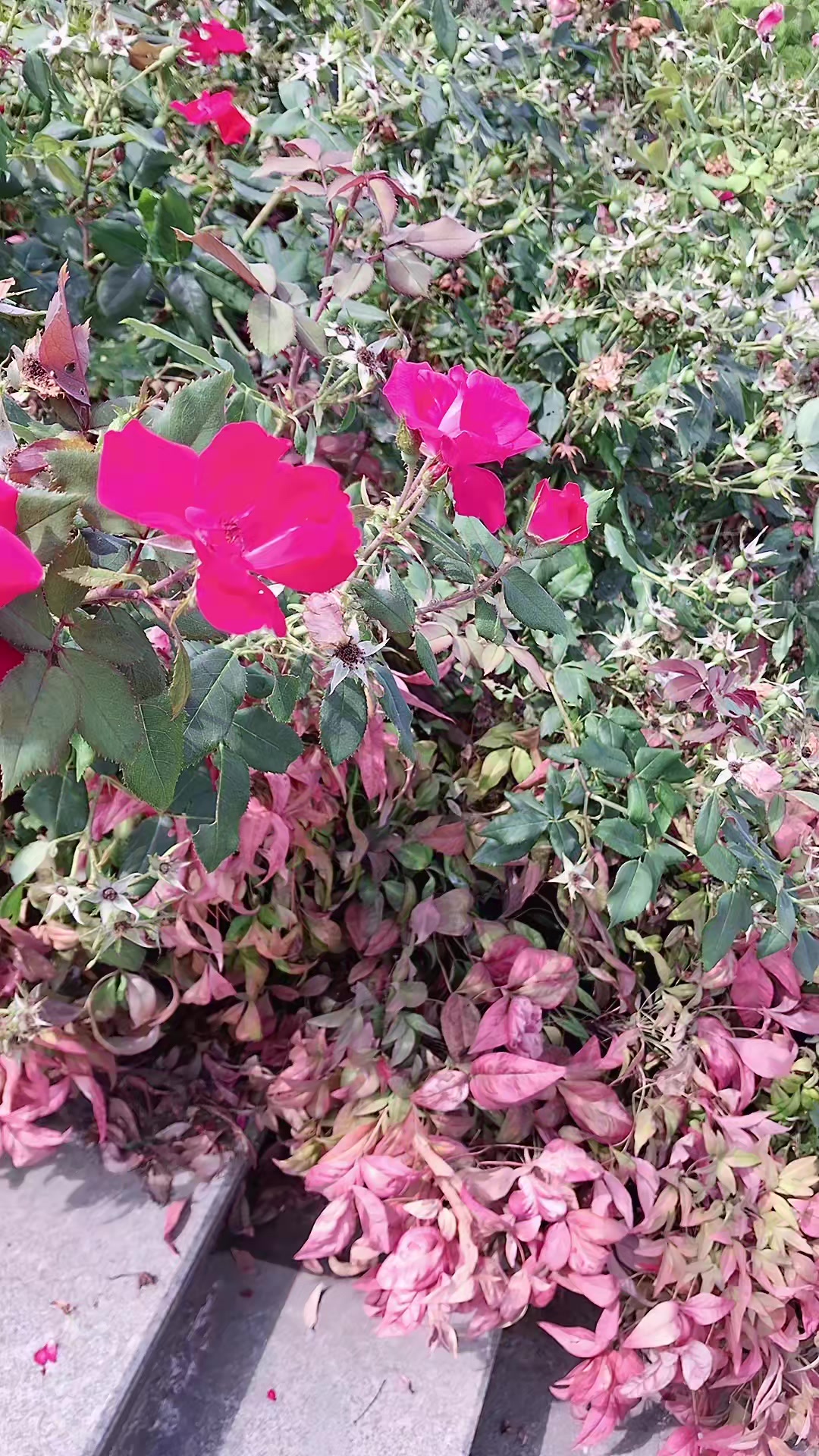 @☘️𝔾𝕚𝕣𝕖𝕤𝕦𝕟𝕦𝕟🌹𝕘&uuml;𝕝&uuml;☘️