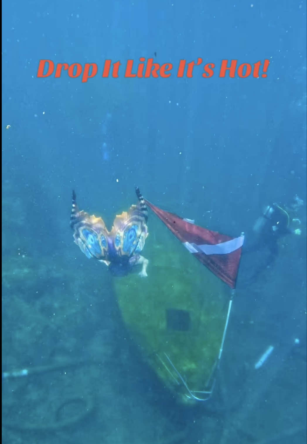 @Gulf Coast Mermaid 🧜&zwj;♀️