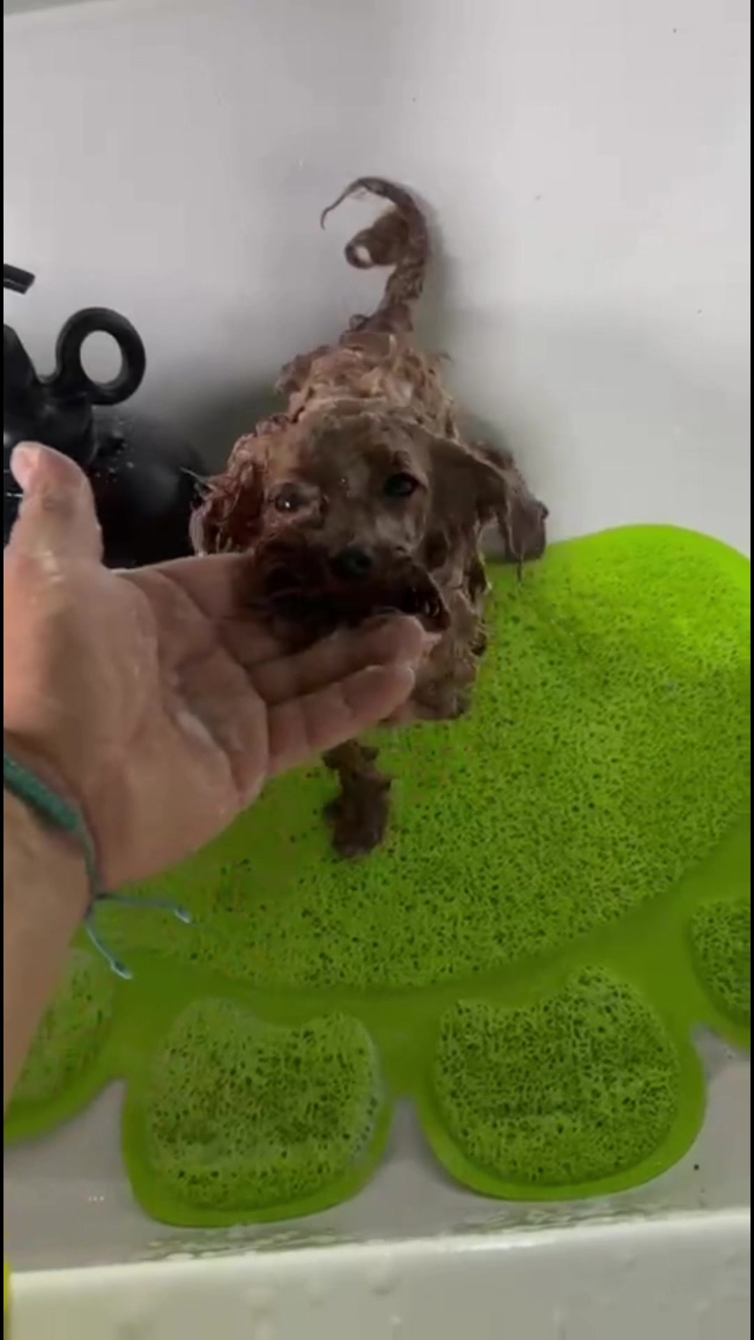 @RED_POODLE_KING