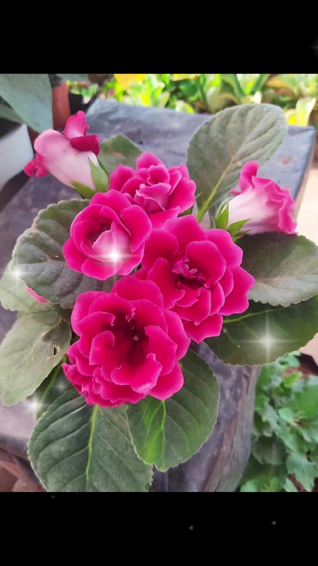 @J_C_P_A_🌺