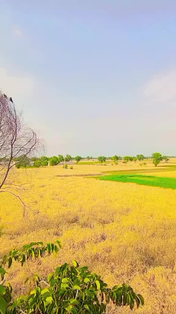 @میرا سونا پنڈ 4 گجیانی