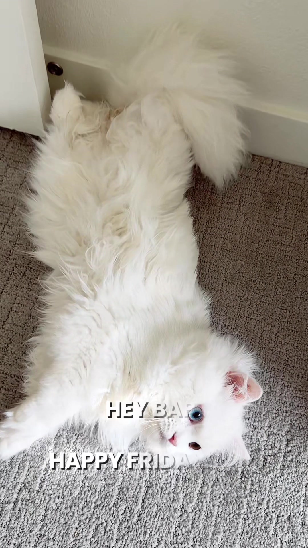 @Laily&Liyan 🐾
