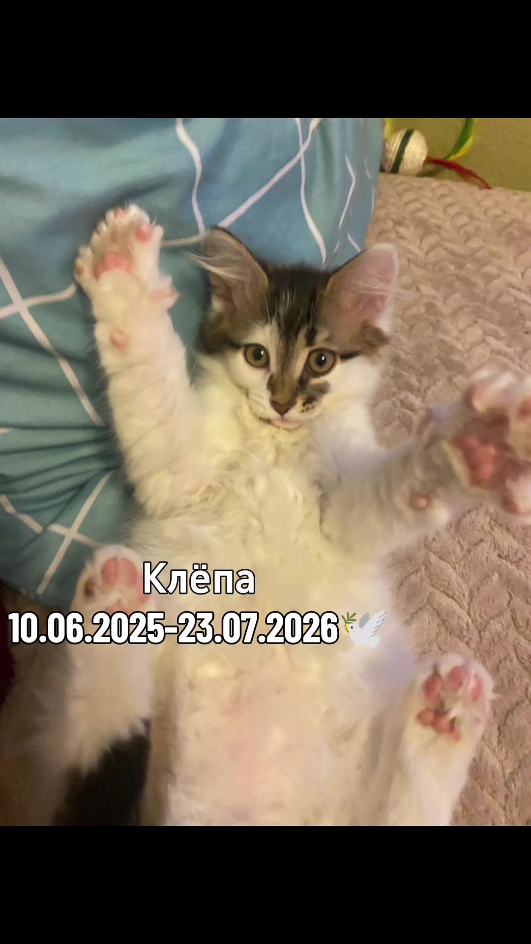 @tera