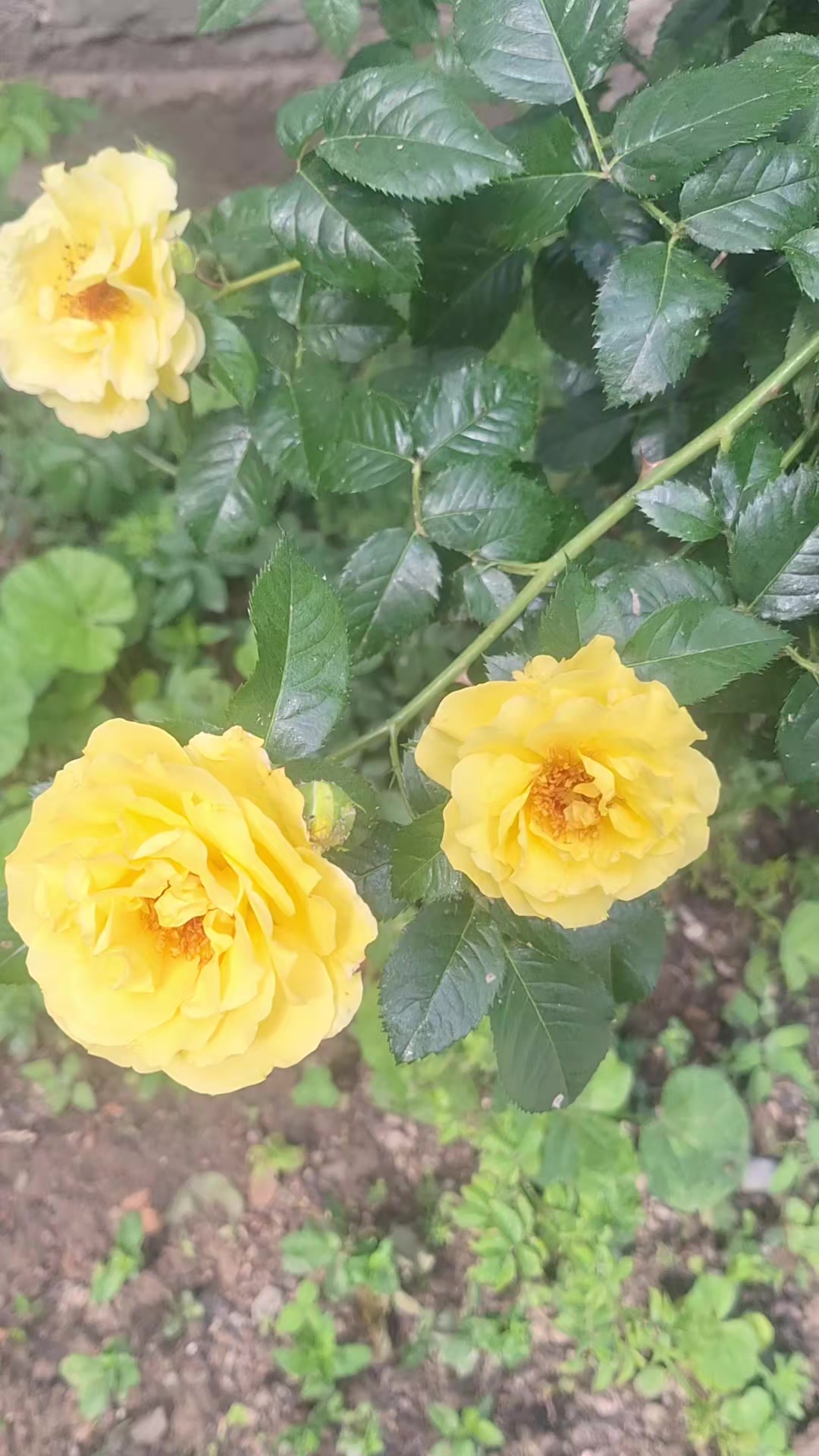 @Клара Бекбосинова