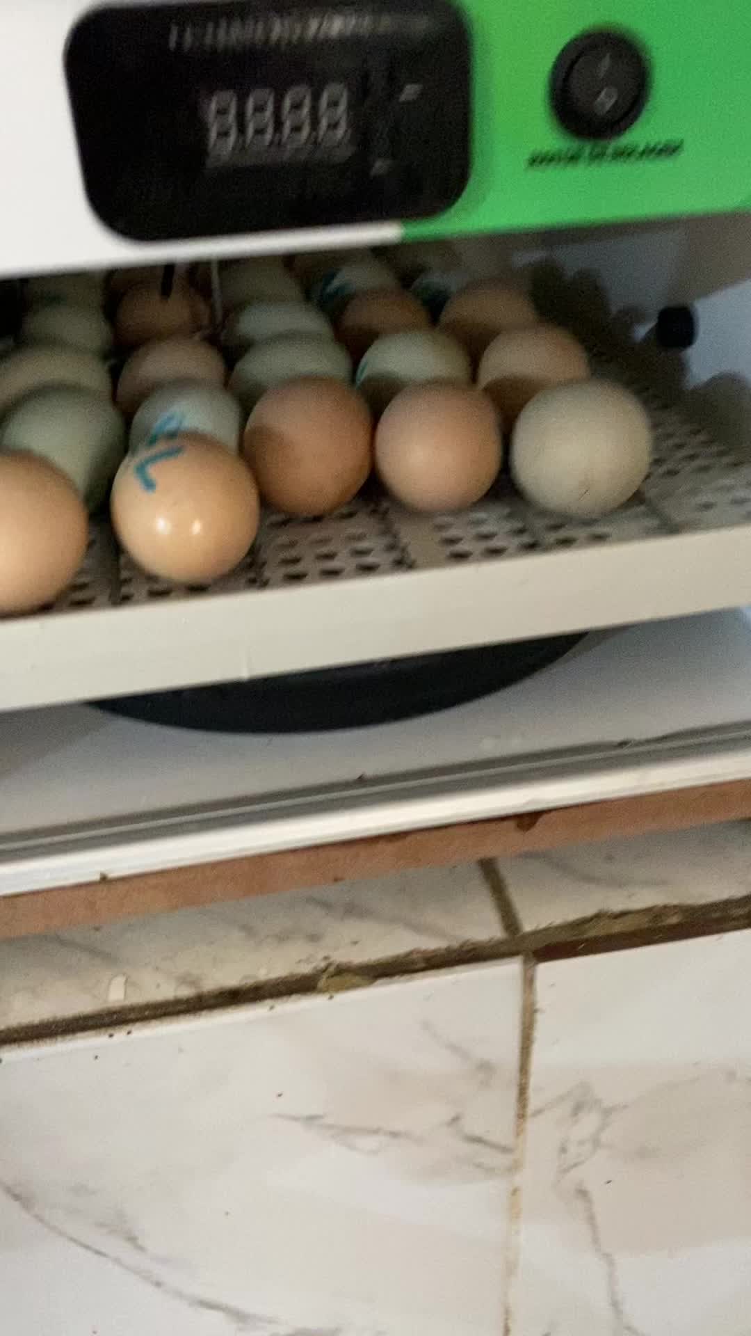 @gordimvideos