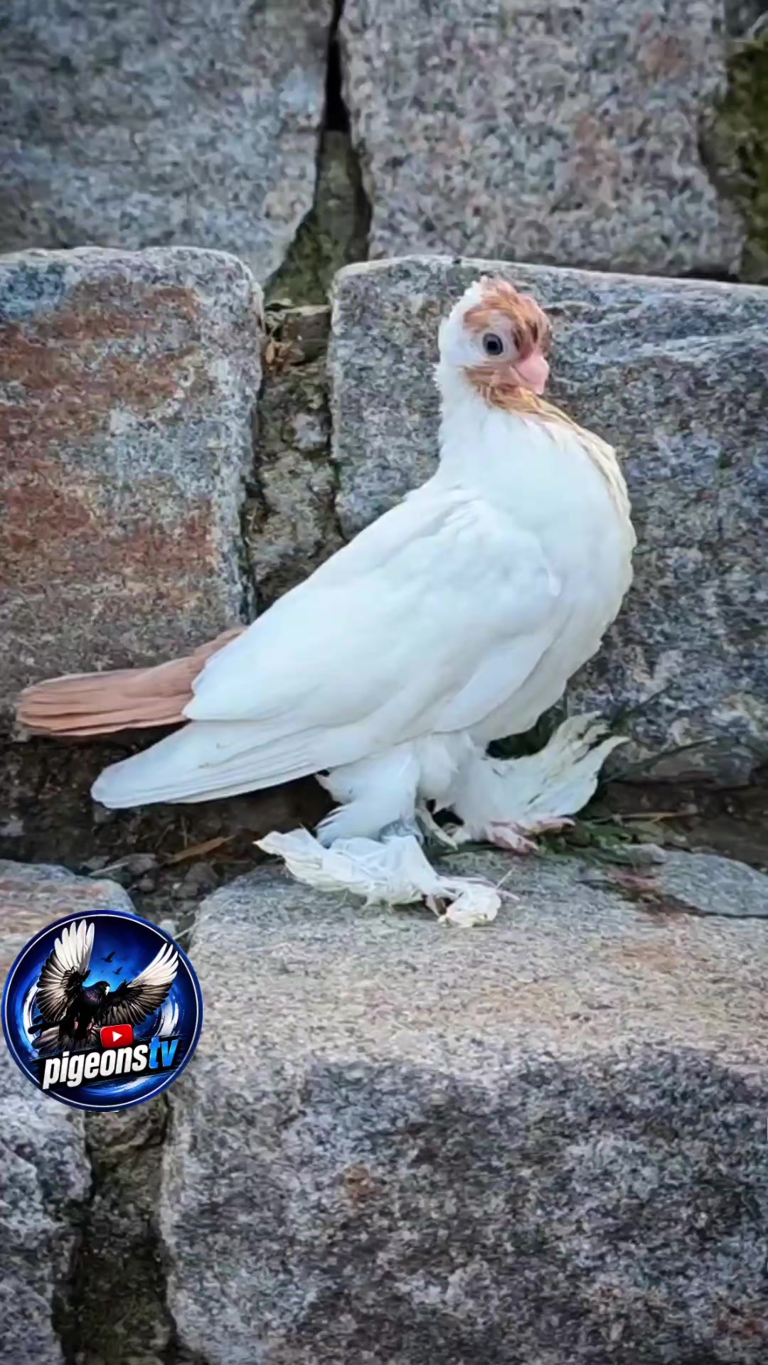 @Pigeons Tv