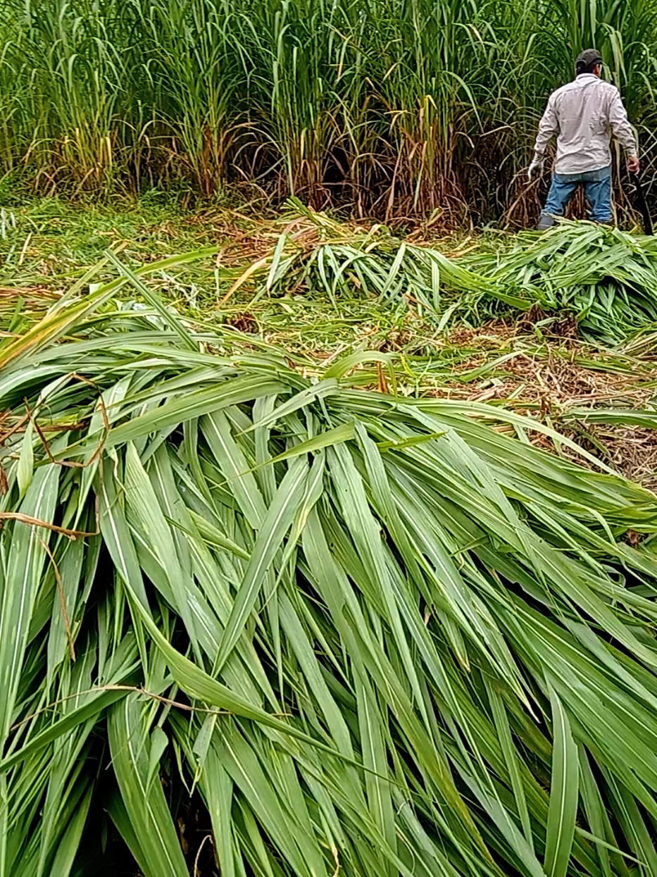 @Pastos y Leguminosas - Ecuador