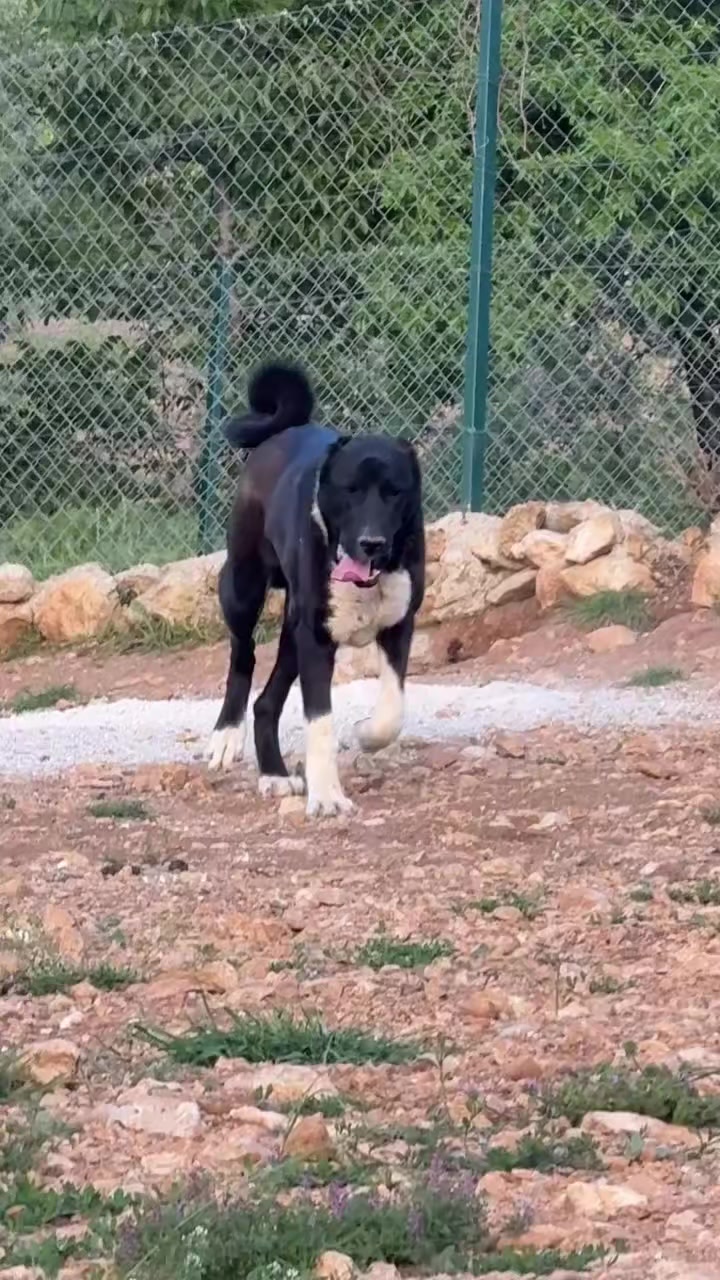 @Fırat yalçın Sevgi