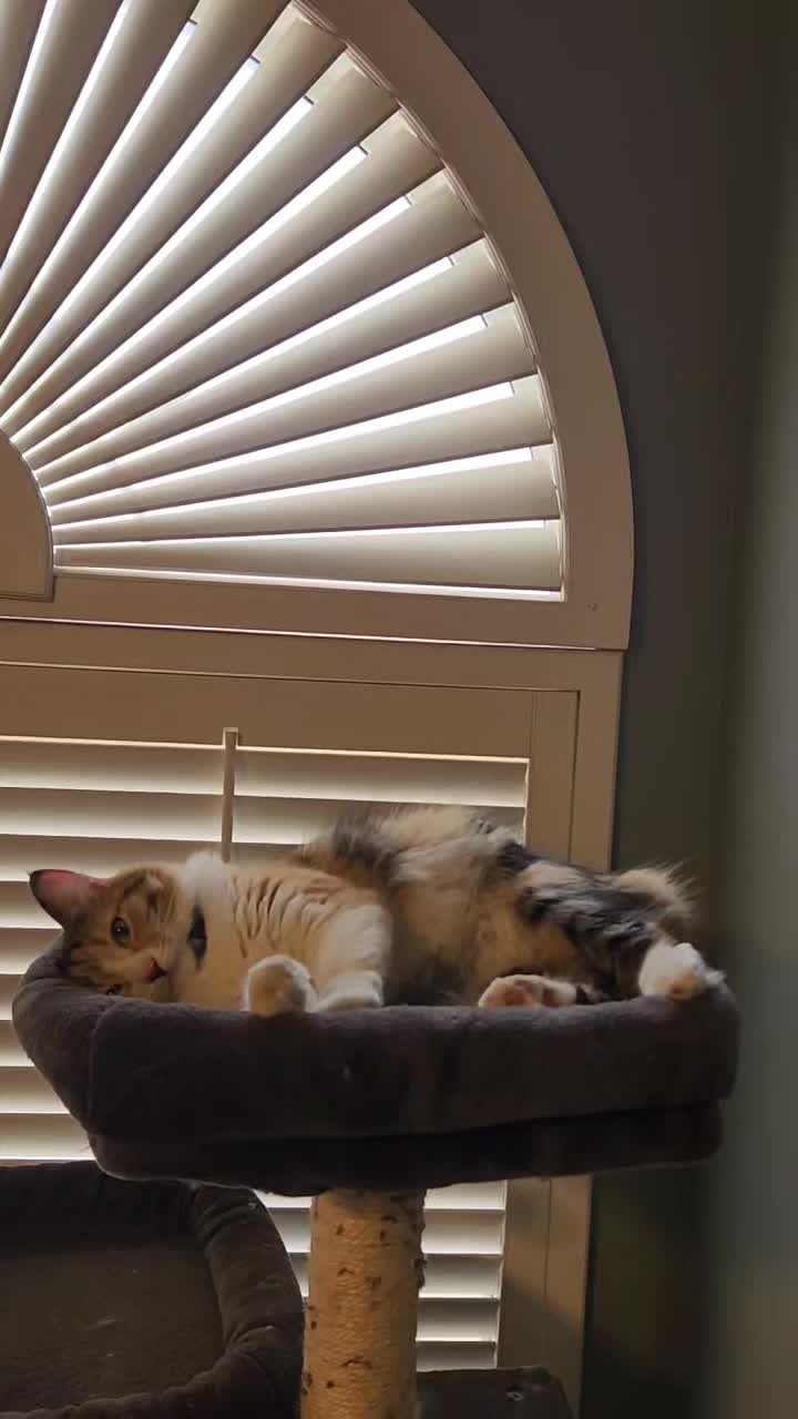 @crazycatcrew