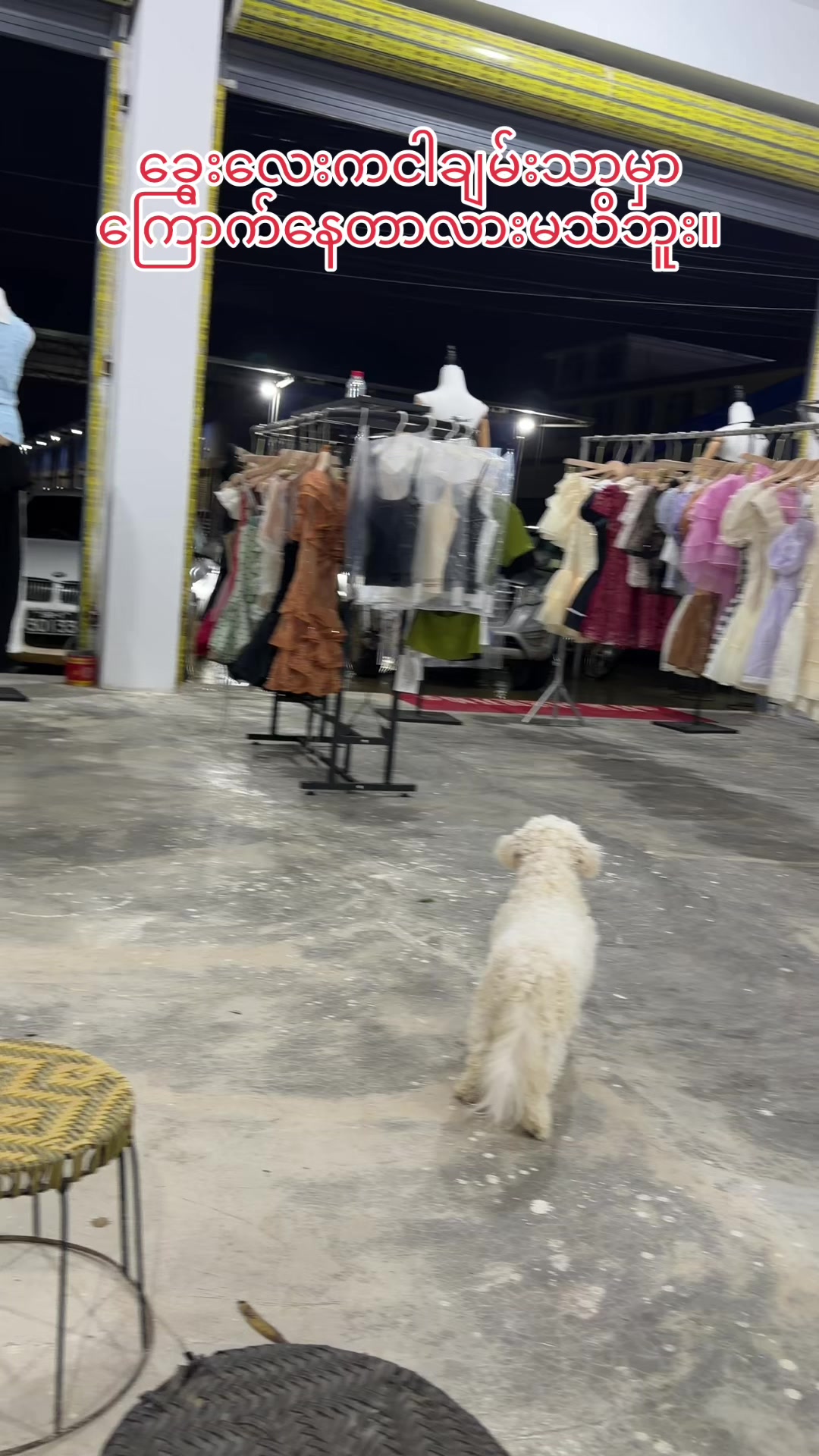 @招财🐶