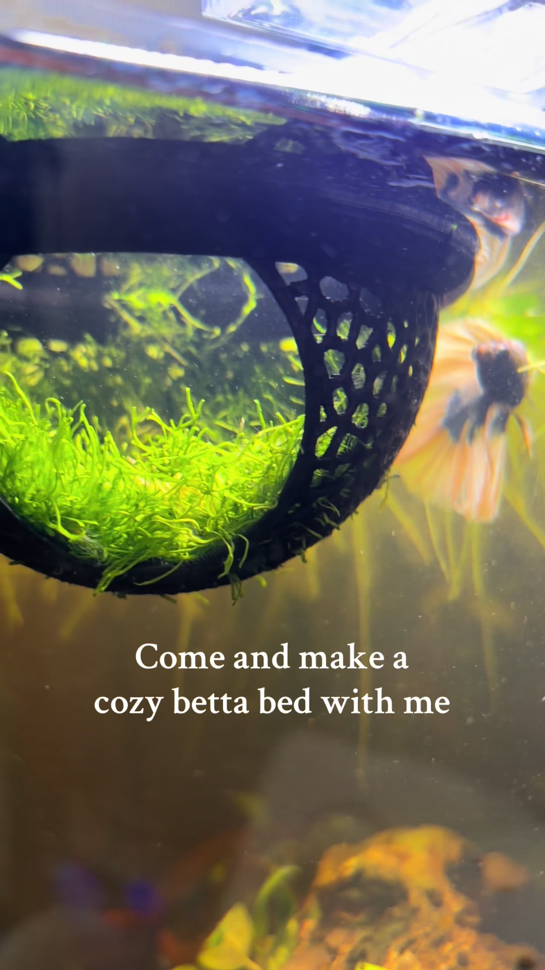 @Bettascape 💜
