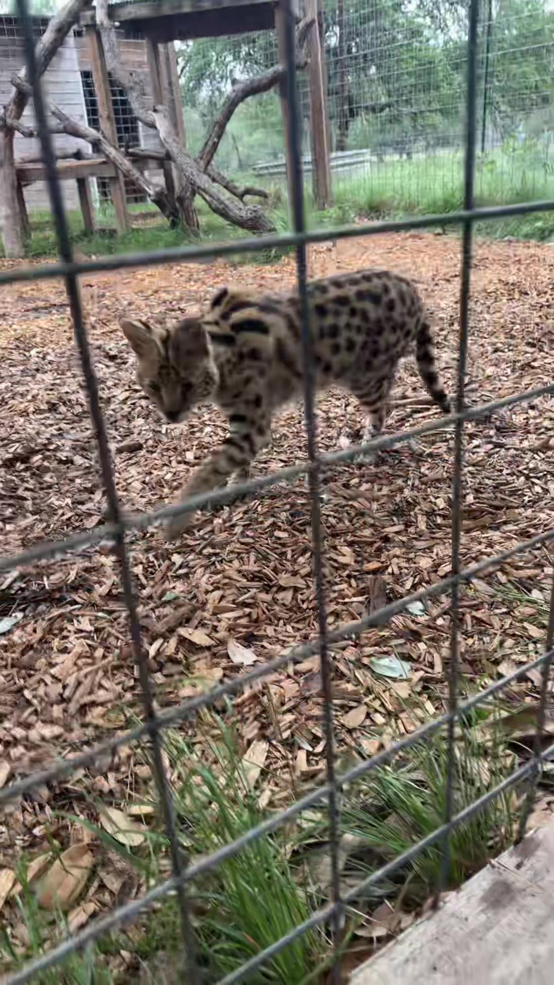 @Texas Wildlife Park