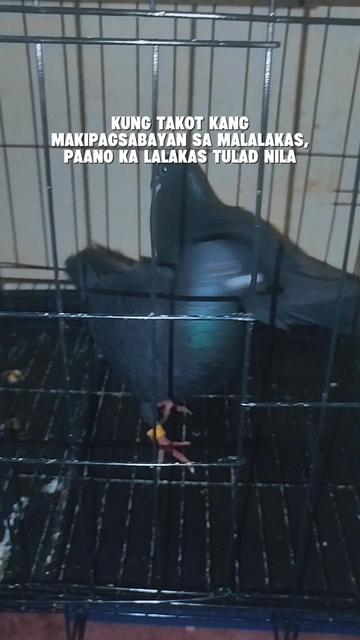 @KALAPATIDS SHOP 🕊️