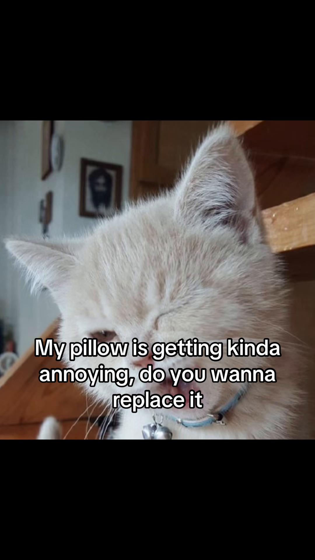 @LavanderCat