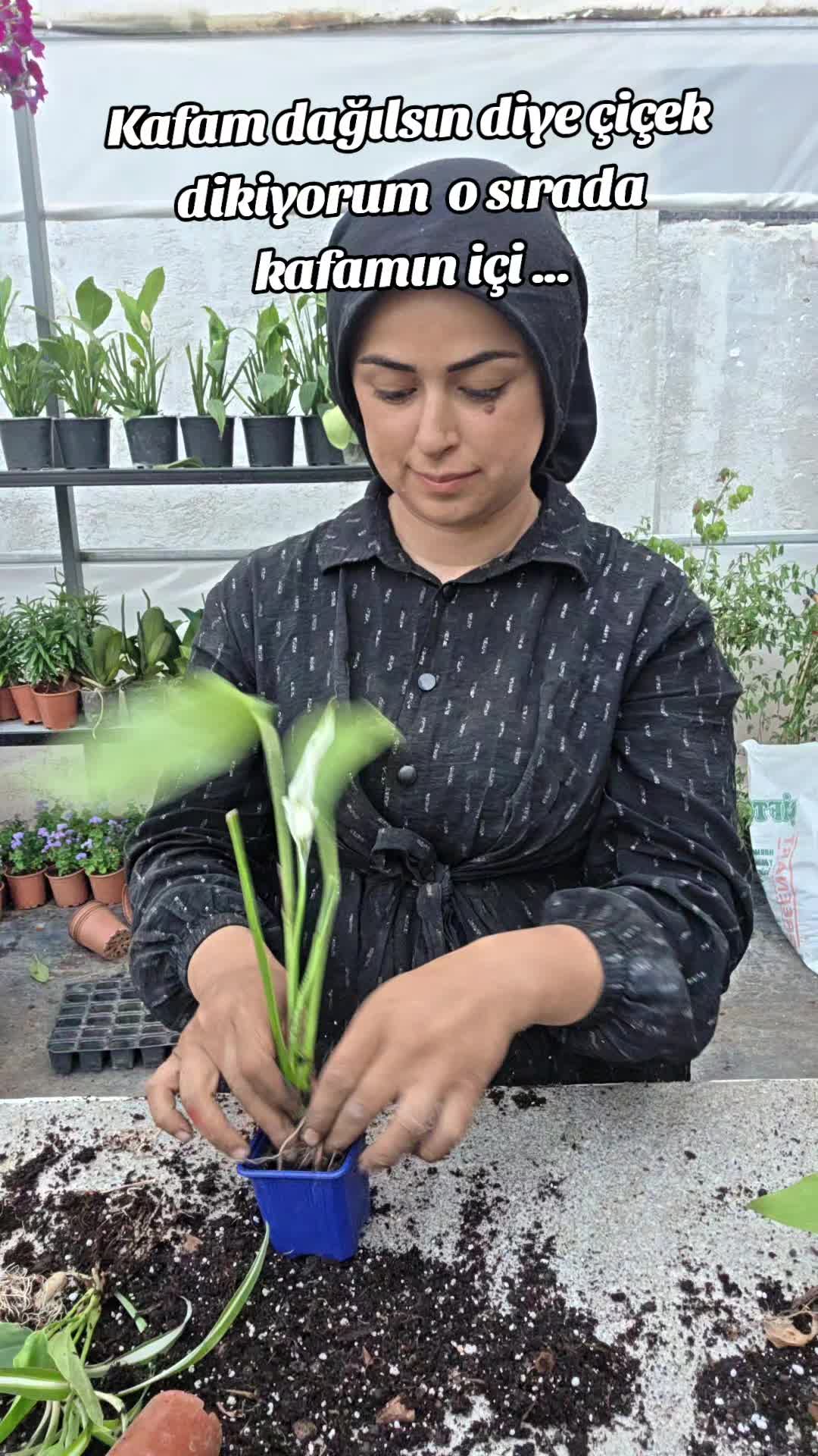 @Botanik bahçesi flora