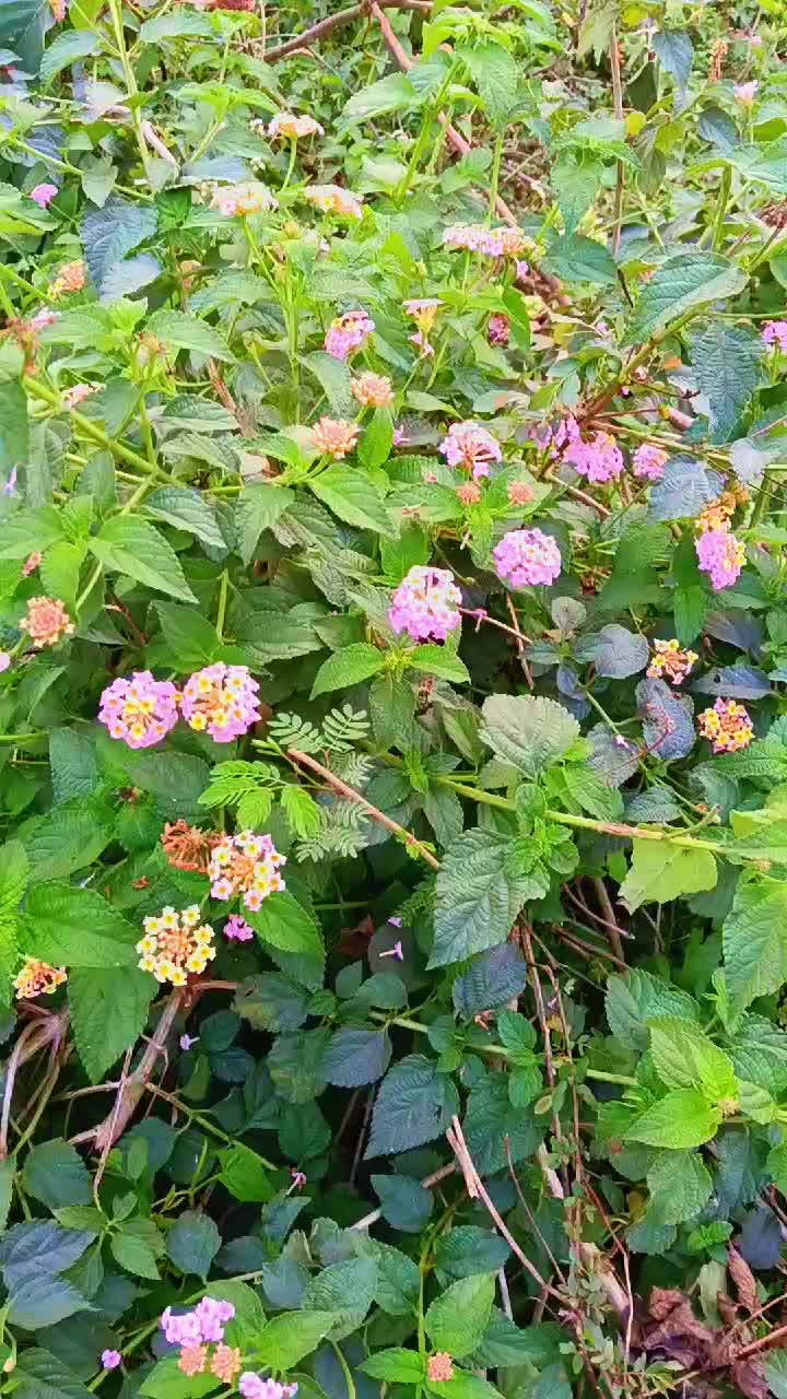 @suniltharuchy1234@gmail.com