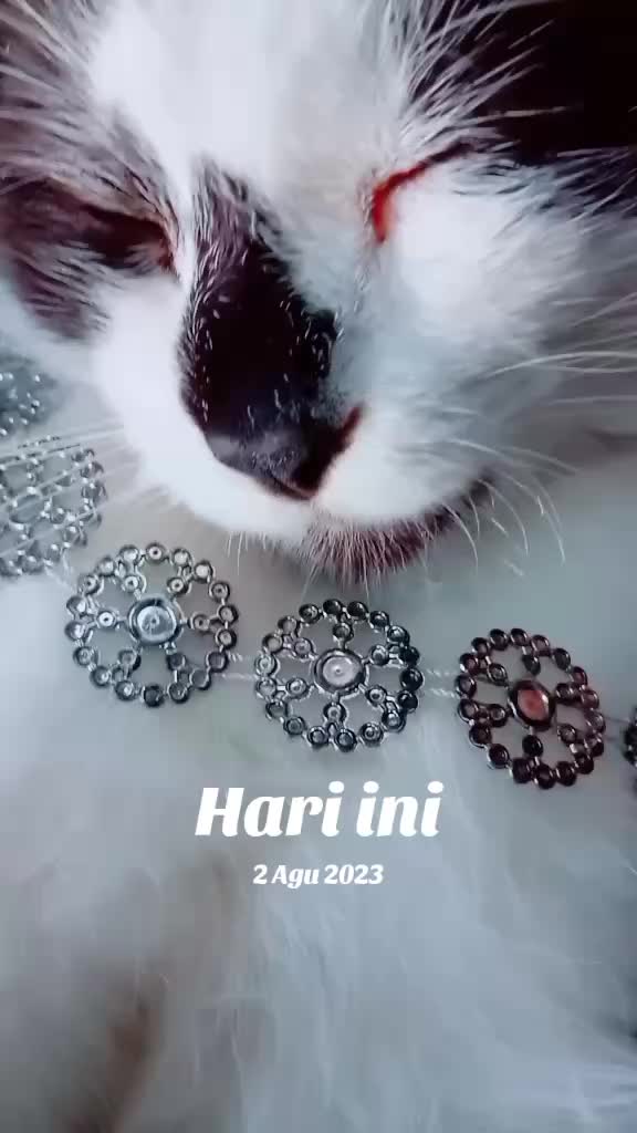@umihanifah89@
