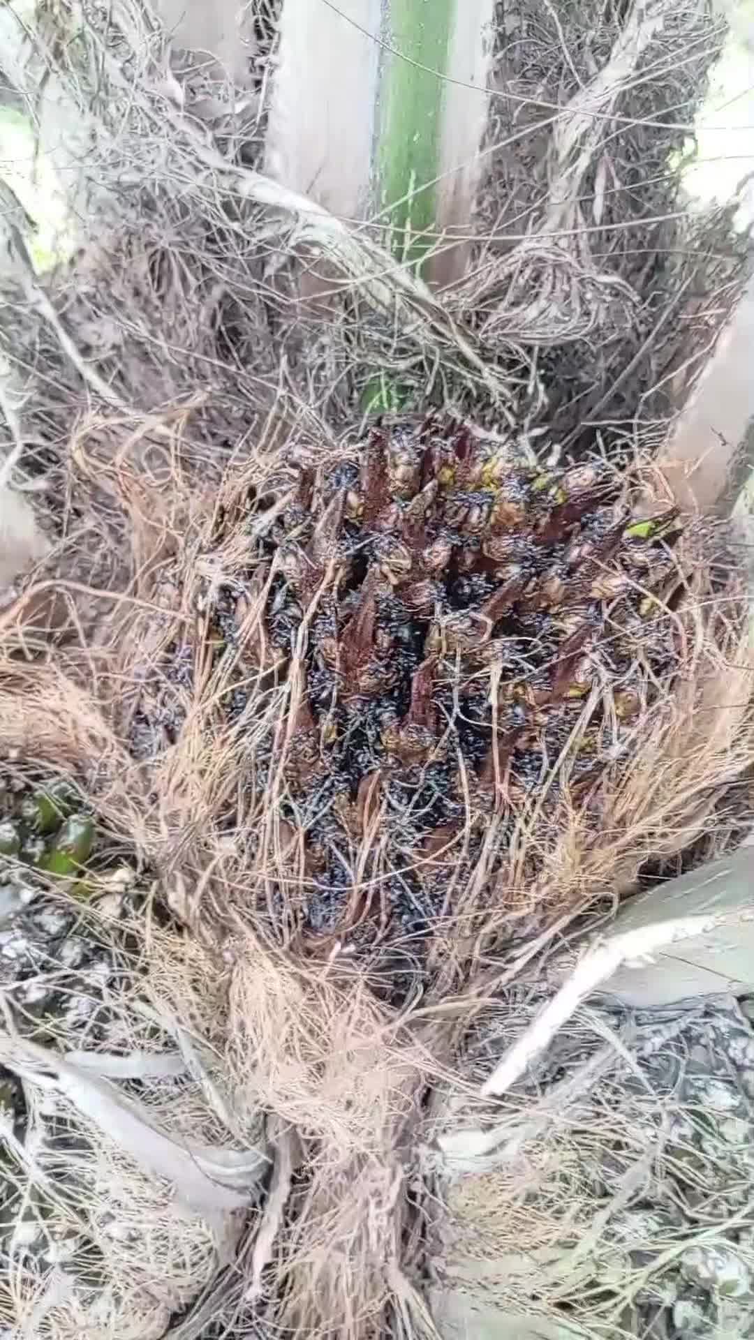 @Jairo desde el campo.